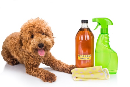 How to Get Rid of Pet Odor on Your Upholstery