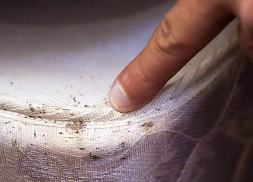 How Do I Know If I Have Bedbugs?